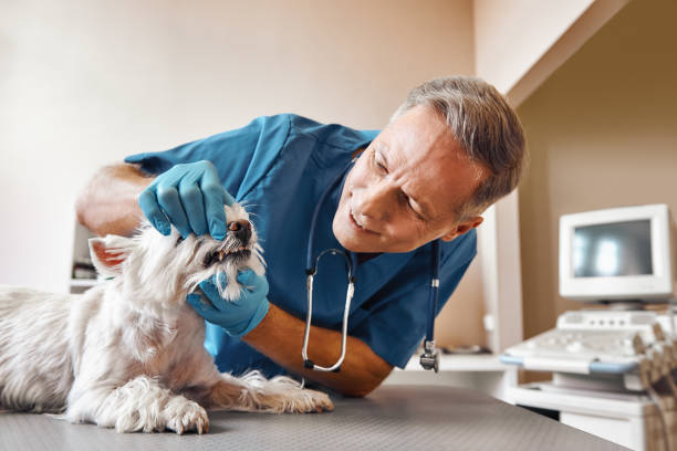 Best After-Hours Dental Trauma Care in Mayo, MD